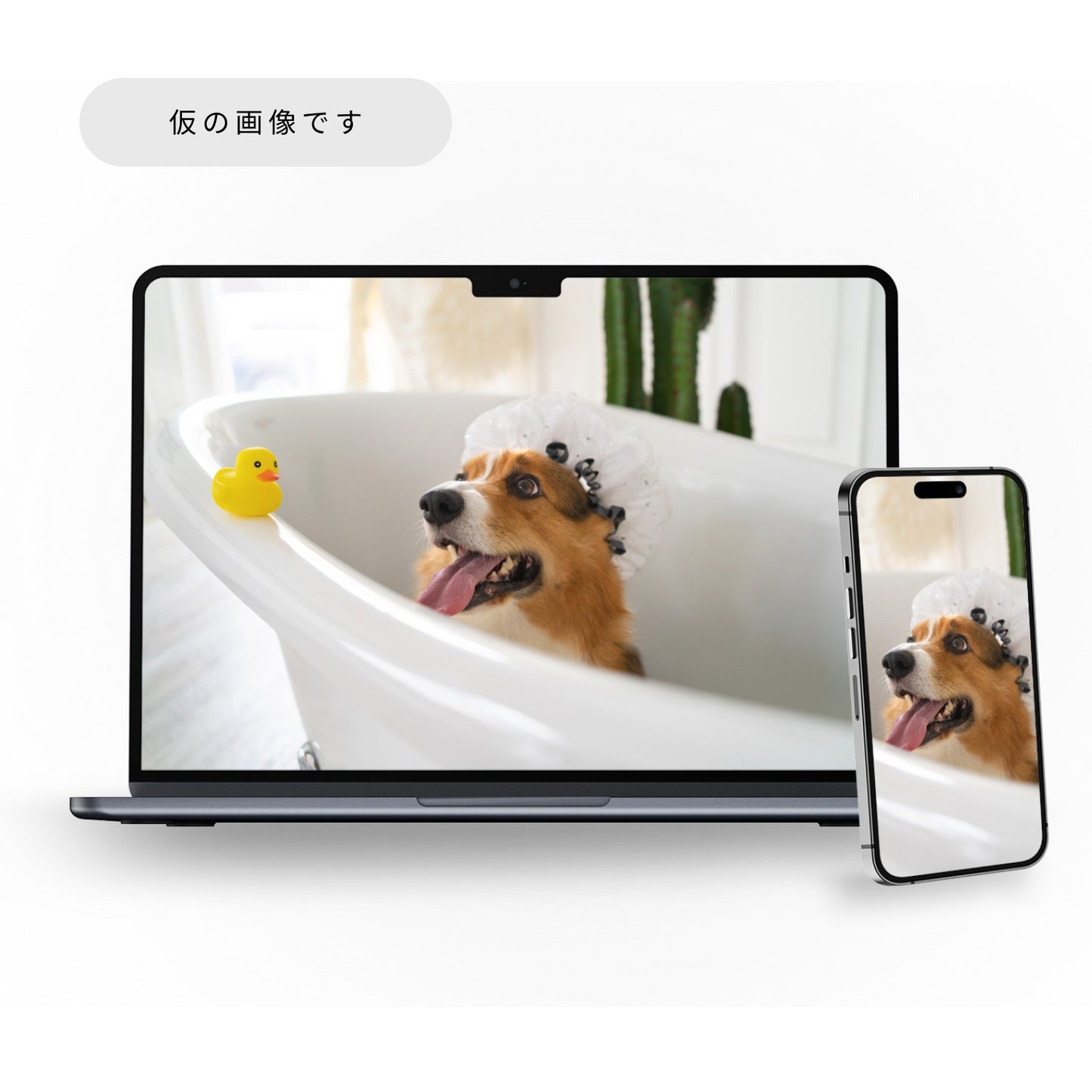 [Construction/Application Implementation] Pet supplies sales website success